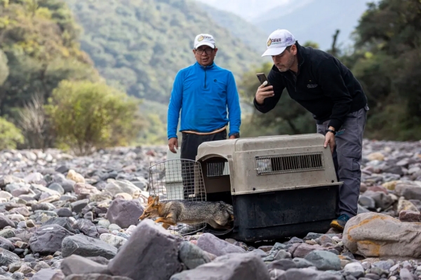 Ejemplares de fauna silvestre regresaron a su h&aacute;bitat natural