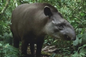 El Tapir fue declarado Monumento Natural Provincial