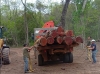 Control forestal: intervienen en extracción no autorizada