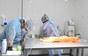 Operativos de Zoonosis: vacunaci&oacute;n y castraciones