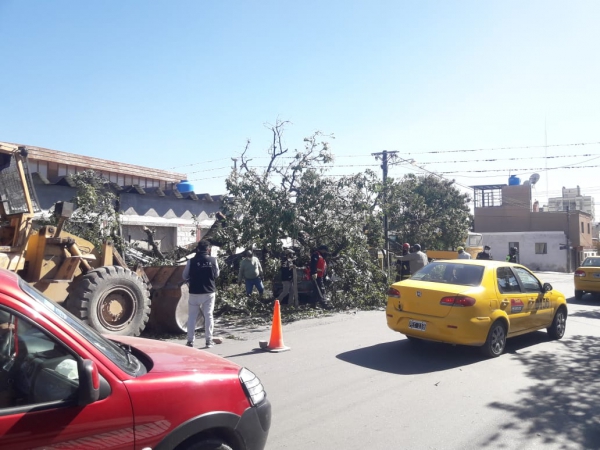 Retiran &aacute;rboles ca&iacute;dos luego del temporal de viento en Capital