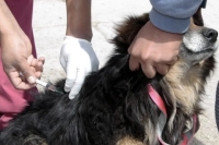 El 2022 fue un a&ntilde;o r&eacute;cord para las campa&ntilde;a de vacunaci&oacute;n y esterilizaci&oacute;n de mascotas en la ciudad