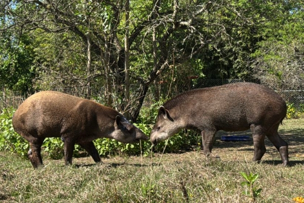 Bartolo y Killa: Vuelta a la libertad de los tapires a las Yungas de Jujuy
