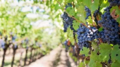 Con una inversi&oacute;n de $ 44 millones, impulsan un programa de certificaci&oacute;n en sostenibilidad para bodegas pymes
