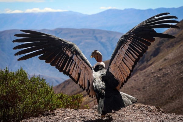 Abriendo sus alas Kuntur Kuteq retorna a los cielos de Jujuy