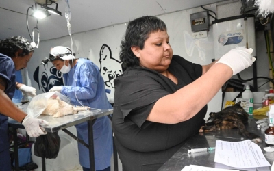 Zoonosis municipal: cronograma semanal de actividades
