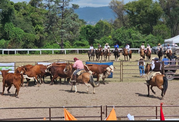 Econom&iacute;a y producci&oacute;n . Exitoso remate bovino