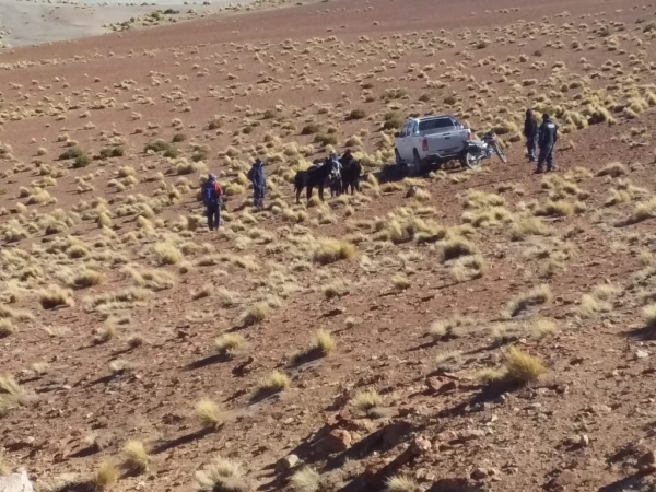 Decomisan cueros de vicu&ntilde;a