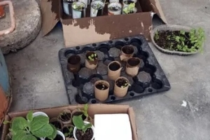 Actividades en la huerta escolar del JIN 17 y Arzobispo Mendiz&aacute;bal