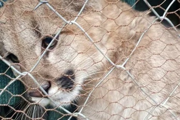 El Ministerio de Ambiente de Jujuy env&iacute;a una cr&iacute;a de puma al santuario de animales en Entre R&iacute;os