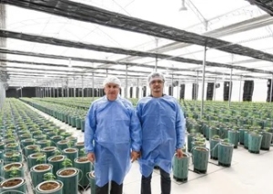 Nuevos Invernaderos para producir Cannabis Medicinal de la m&aacute;s alta calidad