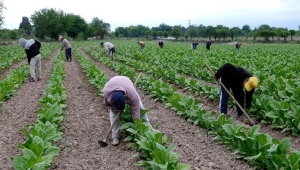FET desembolsa 400 millones para tabacaleros