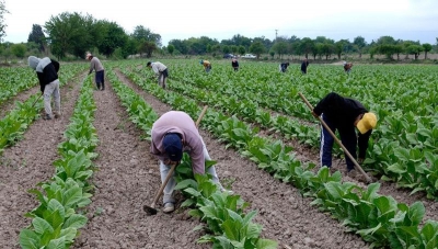 FET desembolsa 400 millones para tabacaleros