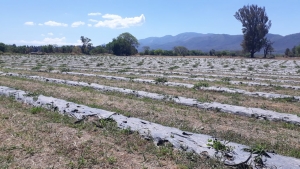 JUJUY PRODUCIR&Aacute; ALCAPARRAS