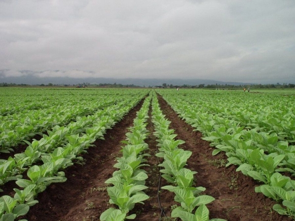 Jujuy logr&oacute; destrabar $210 millones para tabacaleros