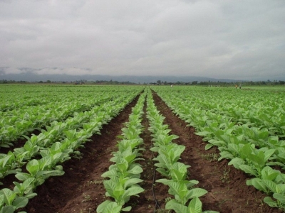Jujuy logr&oacute; destrabar $210 millones para tabacaleros