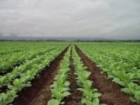 Jujuy logr&oacute; destrabar $210 millones para tabacaleros