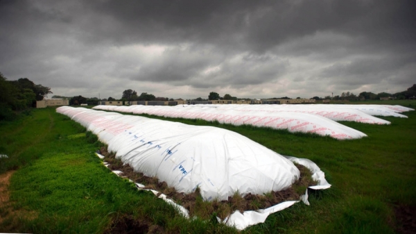 Nuevo instrumento para incentivar al sector agroexportador a liquidar la cosecha