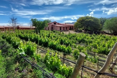 Directrices de gesti&oacute;n tur&iacute;stica en Bodegas y Vi&ntilde;edos