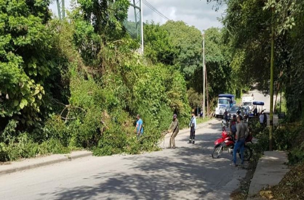 Reforestaci&oacute;n y mantenimiento de espacios verdes