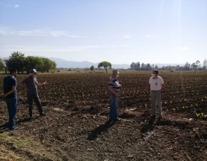 Apuestan a la recuperaci&oacute;n de los suelos tabacaleros