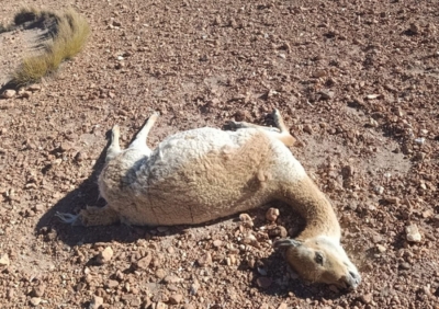 Nueva matanza de vicu&ntilde;as en la zona de Vilama