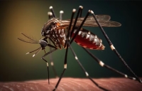 Dengue. En la ultima semana Jujuy registr&oacute; 424 nuevos casos