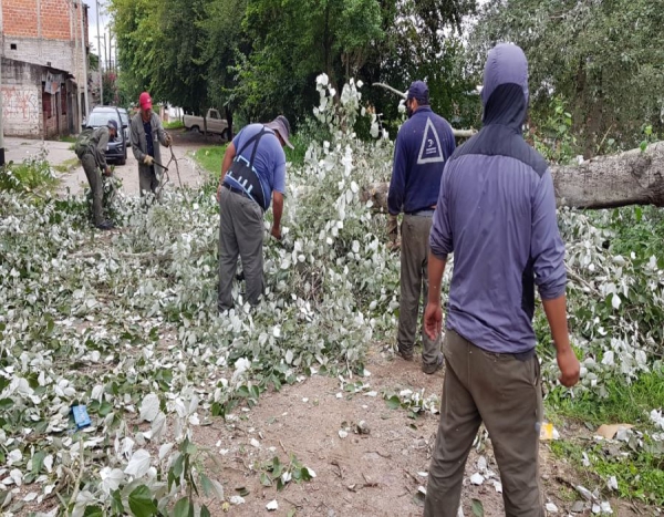 Por caidas recomiendan no plantar Alamos plateados