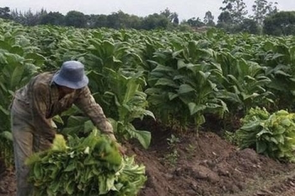 Gobierno de Jujuy ratific&oacute; el respaldo a los tabacaleros