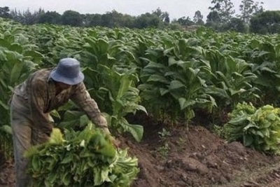 Gobierno de Jujuy ratific&oacute; el respaldo a los tabacaleros