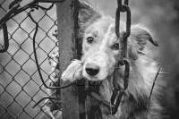La Defensor&iacute;a del Pueblo de Jujuy cre&oacute; el Instituto de Protecci&oacute;n del Derecho del Animal