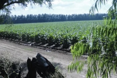 Asistencia a productores tabacaleros medianos
