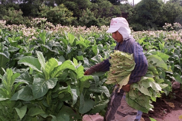 Agricultura transfiri&oacute; $ 220 millones del Fondo Especial de Tabaco a Jujuy