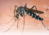 Preocupante situaci&oacute;n del dengue en la Argentina: "Este brote super&oacute; al del 2016 y 2020"