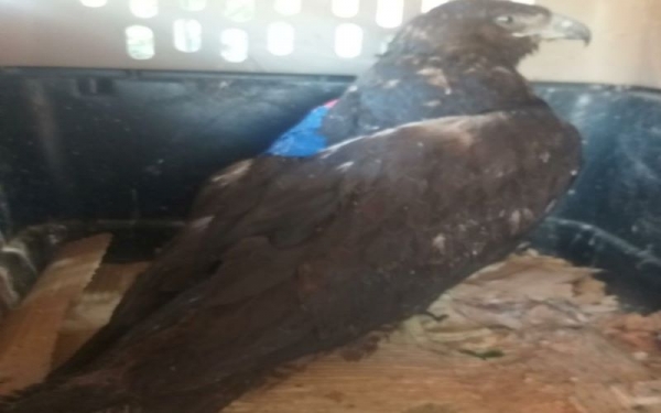 Ejemplares de &aacute;guilas evolucionan favorablemente