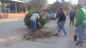 EXITOSA “CAMPAÑA DE ERRADICACIÓN DEL MIRTO” EN YUTO