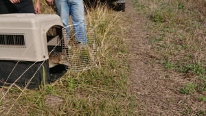 Liberan ejemplares de la fauna silvestre nativa