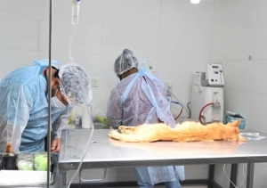 Tenencia responsable de mascotas a trav&eacute;s de la castraci&oacute;n masiva