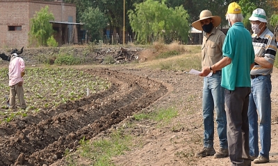 Sostenibilidad de la producci&oacute;n de tabaco en la provincia