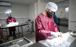 Zoonosis inici&oacute; campa&ntilde;a de Castraci&oacute;n Masiva