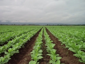 Productores tabacaleros: inscripci&oacute;n para fertilizantes