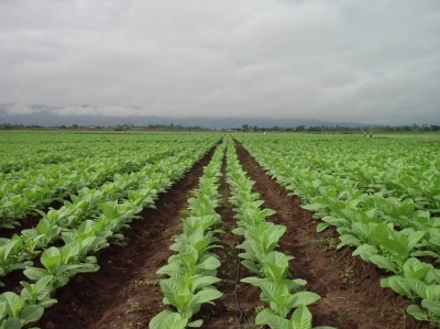 Productores tabacaleros: inscripci&oacute;n para fertilizantes