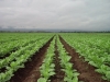 Productores tabacaleros: inscripci&oacute;n para fertilizantes