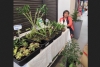 Econom&iacute;a y producci&oacute;n . Contin&uacute;an los "Jueves de Flores y Plantas"