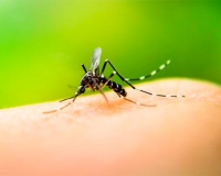 SE CONFIRMARON DOS NUEVOS CASOS DE DENGUE IMPORTADO EN JUJUY