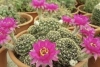 En mayo vuelve el Paseo de las Plantas a la Ciudad