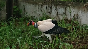 RESCATE, RECUPERACI&Oacute;N Y REHABILITACI&Oacute;N DE ANIMALES SILVESTRES