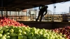 Productores frut&iacute;colas cuestionan el atraso cambiario y piden avanzar con la reforma laboral