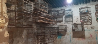 24 aves son rescatadas en San Salvador de Jujuy