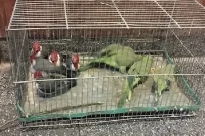 La Polic&iacute;a recuper&oacute; aves aut&oacute;ctonas que estaban a la venta